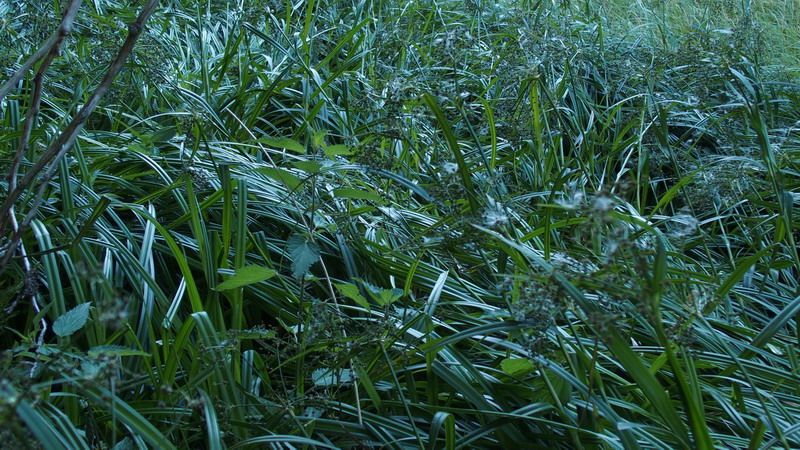 Scirpus sylvaticus (Cyperaceae)